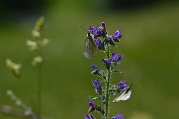 Simbiosis entre Blanca del Majuelo y Paquetequieromañosa