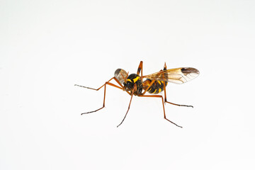 A beautiful striped cranefly mimicing a wasp (Ctenophora elegans)