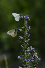 Simbiosis entre Blanca del Majuelo y Paquetequieromañosa