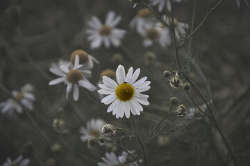 Close up of blooming daisy flowers in garden on spring time. Detail of bright common daisies in meadow at springtime. Used as a medical herb and food ingredient