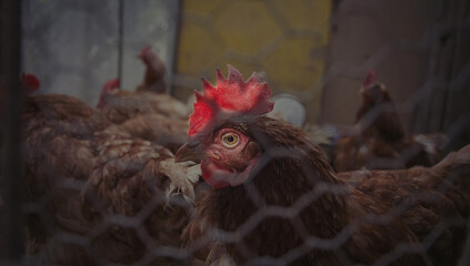 Detail of hen's head. Hens feed on the traditional rural barnyard. Chickens sitting in henhouse....