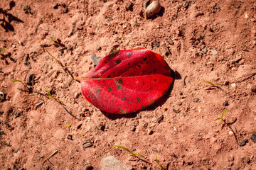 Red khaki leaf in soil with earth.