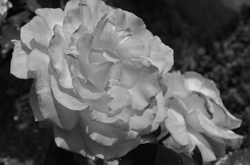 Rose in schwarz-weiss
