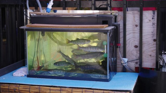 Japanese Trout in Tank at Food Stall, Ready to be Grilled over Coals