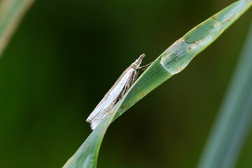 Grass moths take up closely folded postures on grass stems where they are inconspicuous