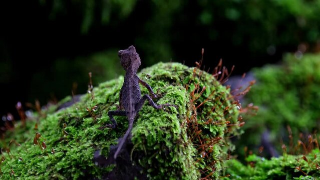 Seen from its back breathing and then tilts its head towards the left while on a rock with moss, Brown Pricklenape Acanthosaura lepidogaster, Khao Yai National Park.