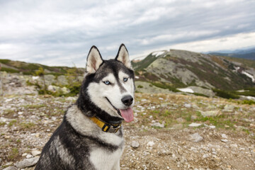 Grey hiking Siberian husky dog sitting in front of mountains peaks, Gorgany, Carpathians