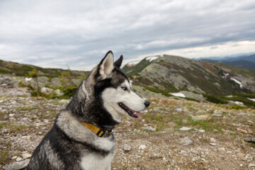Grey hiking Siberian husky dog sitting in front of mountains peaks, Gorgany, Carpathians