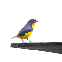 Gaturamo (Euphonia Violacea) bird free over white background