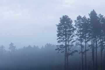 Obraz na płótnie Canvas Mystery pine forest covered with fog, morning landscape