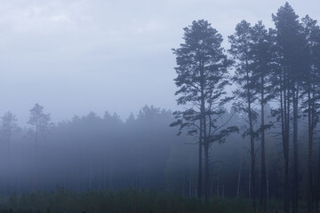 Fototapeta na wymiar Mystery pine forest covered with fog, morning landscape