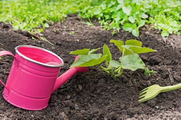 The pumpkin in the garden needs weeding and watering. The zucchini plant in the garden is weeded and watered