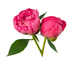 Peony pink flower beautiful isolated on the white background