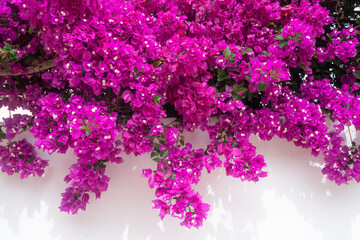 Bougainvillea flowers on white background. Abundant pink flowers on a wall