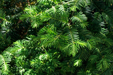 Fototapeta na wymiar Pine closeup macro branch