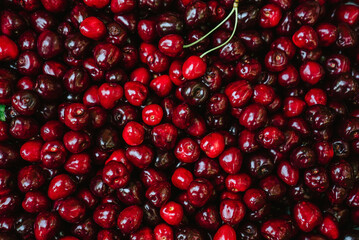 freshly picked fresh juicy red cherries