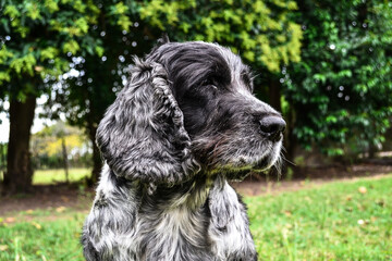 Dog cute in the garden cocker