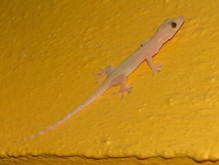 Fototapeta premium Geko