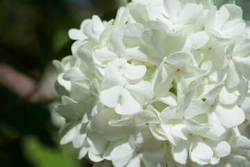 Hydrangea flower in the spring season
