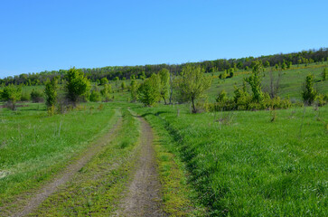 Fototapeta na wymiar dirt road through a green meadow