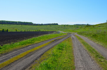 Naklejka premium two dirt roads converge into one.the road between the field and the meadow.
