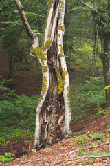 Old birch tree trunk in forest