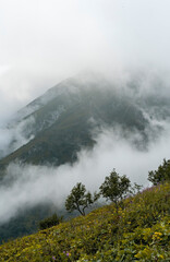 Fototapeta premium vertical mountain landscape in the clouds with trees in the foreground and green plants natural background beauty in nature selective focus
