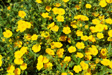 Nature summer background with flowers