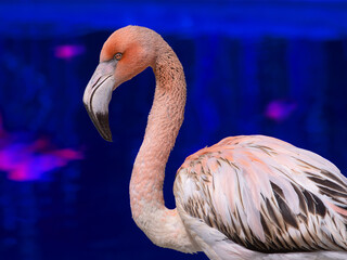 portrait of pink flamingo isolated  blue background