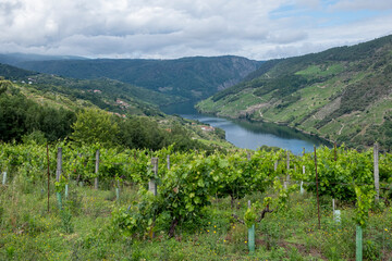 Fototapeta na wymiar vineyards in the canyon of the river Sil, Galicia. Spain. World Heritage Site. Ribeira Sacra