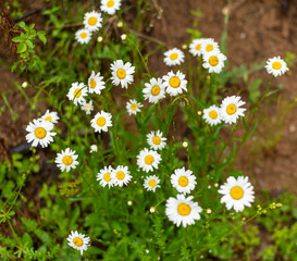 Mountain oxeye daisy flowers