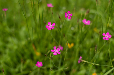 Pink flowers on mountain meadow