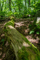 倒れた木に生えた苔