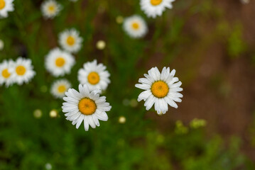 Mountain oxeye daisy flowers