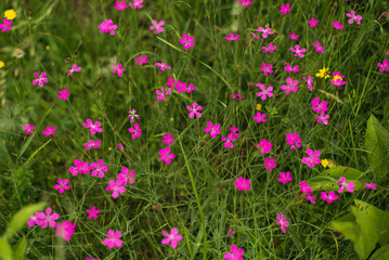 Pink flowers on mountain meadow