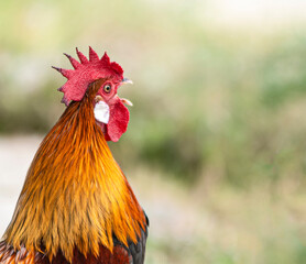 jungle fowl