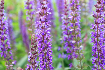 Beautiful purple sage flowers blooms in the summer meadow. Flower background
