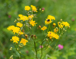 Hawk weed flowers on mountain meadow