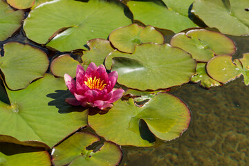 Water lilly flower in laguna