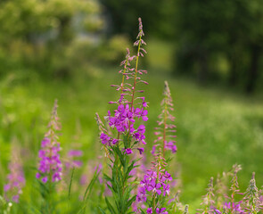 Fireweed flower on mountain meadow on summer day