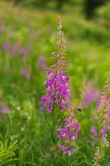 Fireweed flower on mountain meadow on summer day