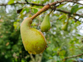 Close up of pear on tree