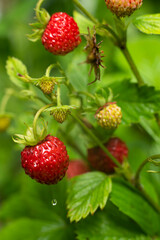 Macro photo of wild strawberry