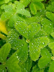 Obraz premium leaf with drops