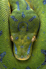 Very closeup of head Green Tree Python (Morelia viridis). Green tree pythons are found in Indonesia, Papua New Guinea, and Australia. This Green Tree Python is a rare species.