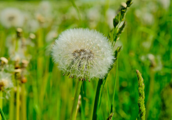 Fluffy dandelion on a natural green background on a sunny summer day. close-up. Wildflowers in summer. Blooming dandelion, large weightless hat.