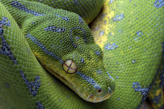 Closeup head of Green Tree Python (Morelia viridis). Green tree pythons are found in Indonesia, Papua New Guinea, and Australia. This Green Tree Python is a rare species.