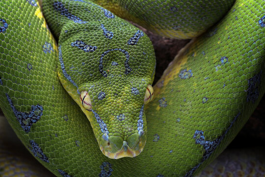 Closeup head of Green Tree Python (Morelia viridis). Green tree pythons are found in Indonesia, Papua New Guinea, and Australia. This Green Tree Python is a rare species.