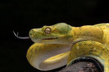 Green Tree Python (Morelia viridis) on tree branch. Green tree pythons are found in Indonesia, Papua New Guinea, and Australia. This Green Tree Python is a rare species.