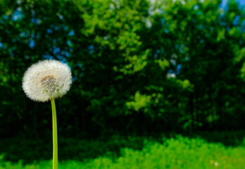 Lonely dandelion among the green grass